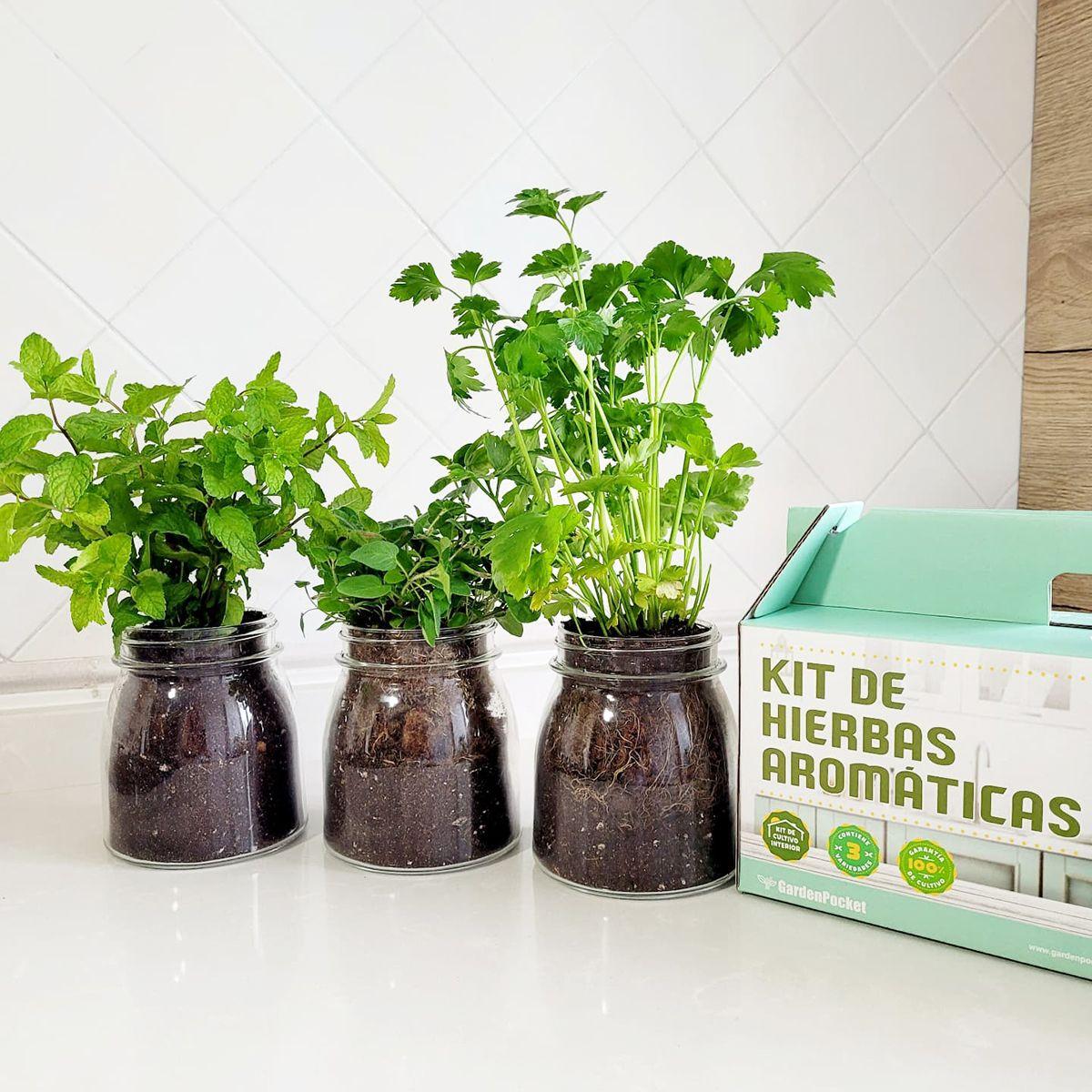 Kit de cultivo interior de aromáticas: orégano, cilantro y hierbabuena