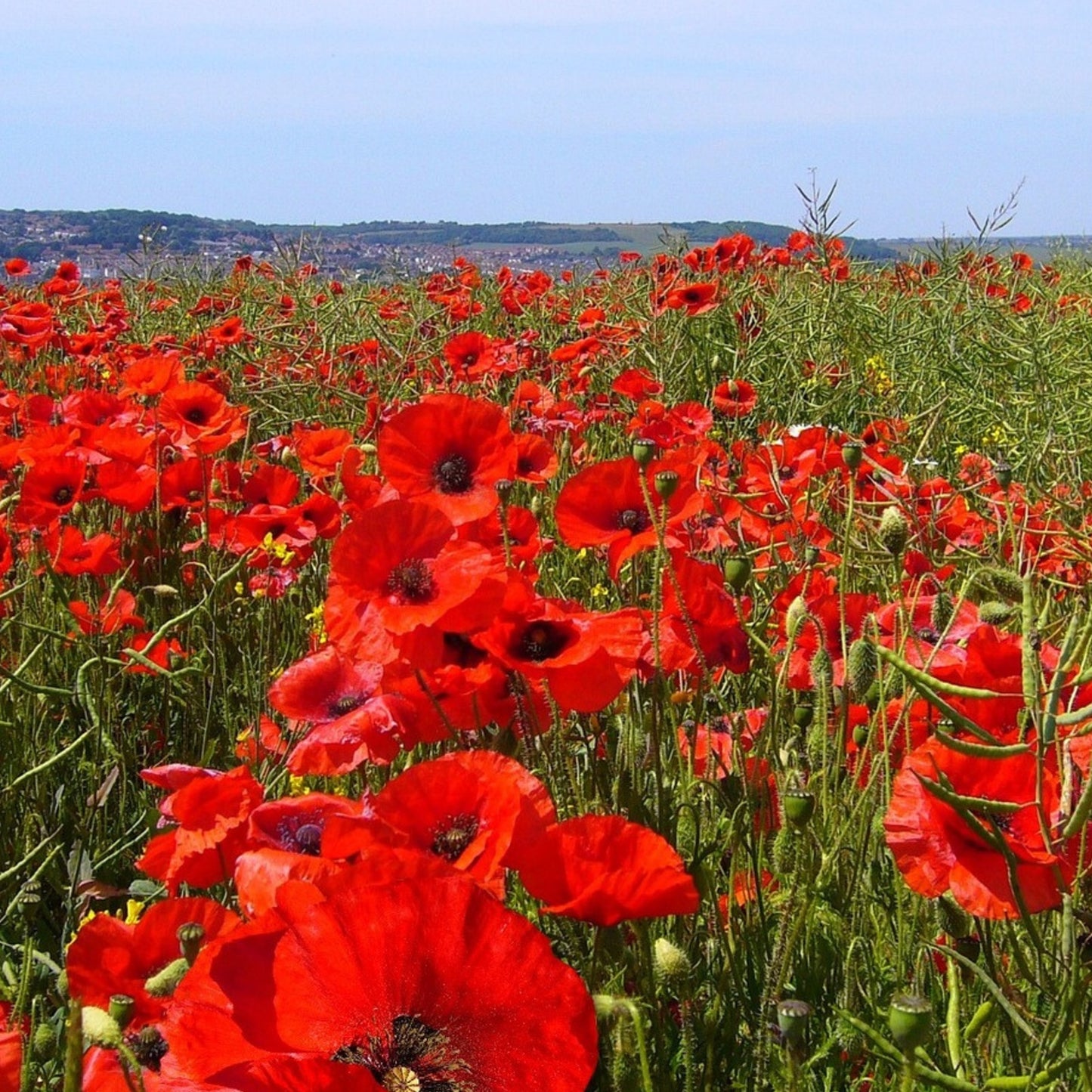 Amapola Turca - 10 Pzs - Papaver Orientale - Cepellones_1