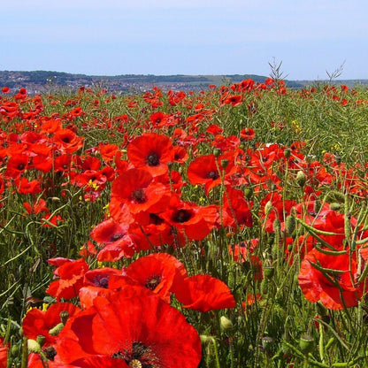 Amapola Turca - 10 Pzs - Papaver Orientale - Cepellones_1