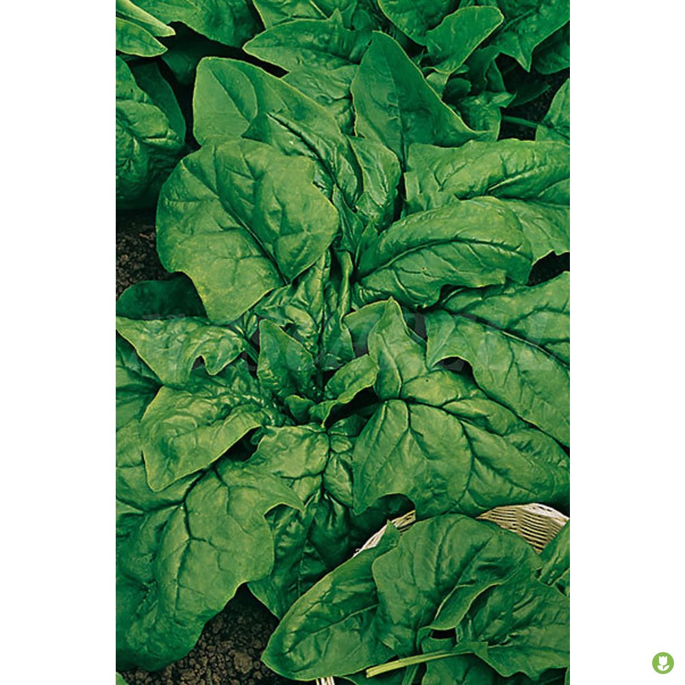 Semillas Monstruosa De Viroflay_0