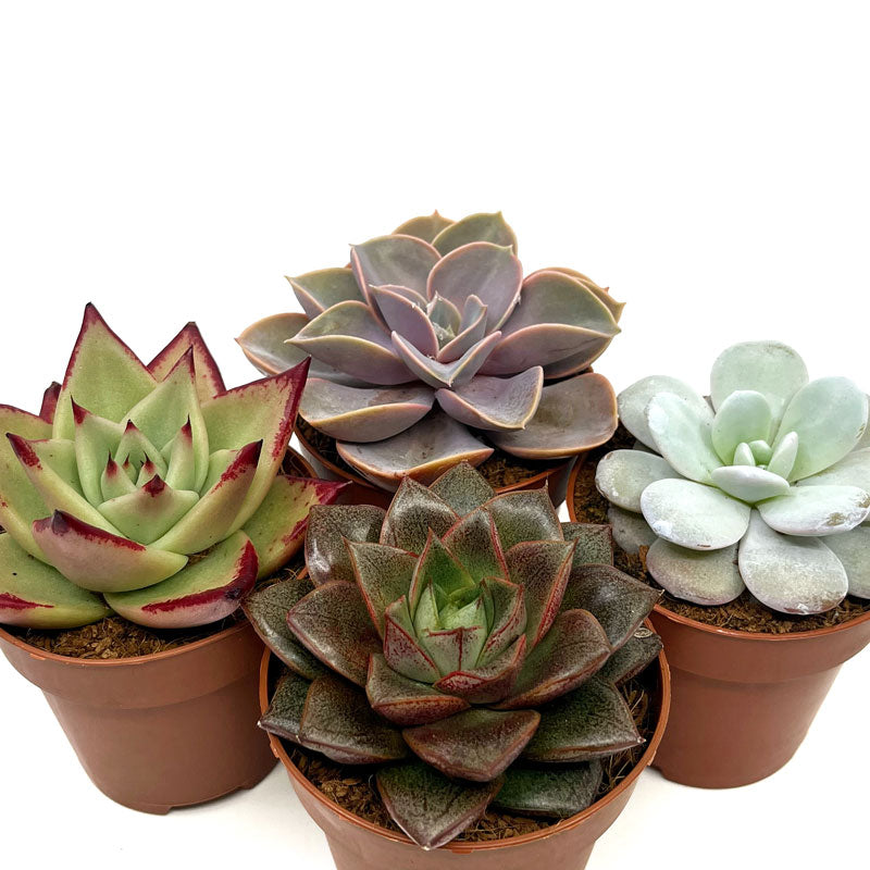 Colección 4 Echeverias Cactus Y Suculentas M8,5 cm Ø_0