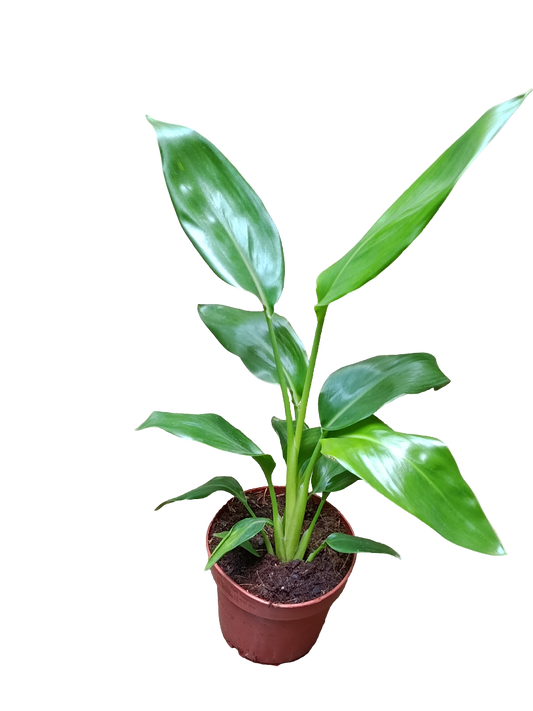 Strelitzia Reginae Ø12 Planta Ave Del Paraiso_0