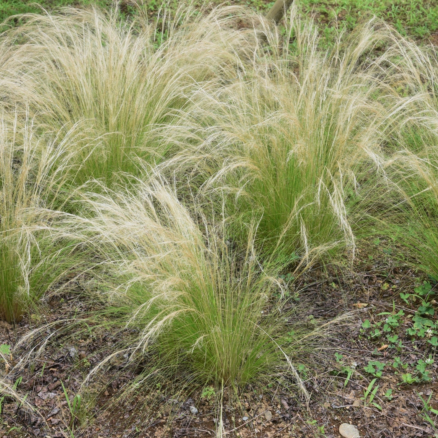Nassella Tenuissima - 3 Pzs - Stipa Tenuifolia 'pony Tails' - A20-30cm - ⌀9cm