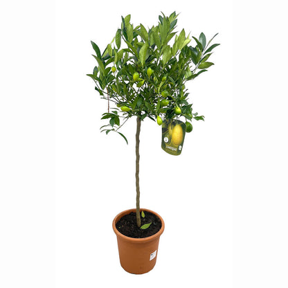 Limequat Copa M27 130cm