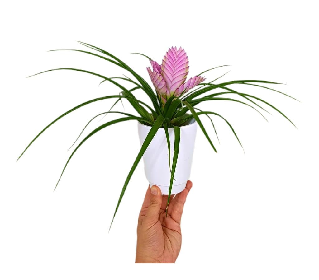 Tillandsia Josee En Macetero De Cerámica M9_0