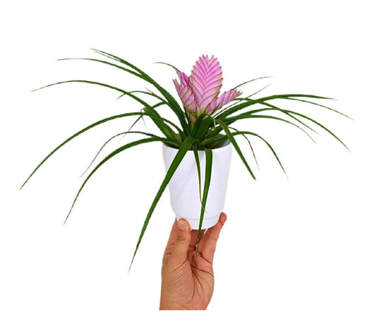 Tillandsia Josee En Macetero De Cerámica M9_0