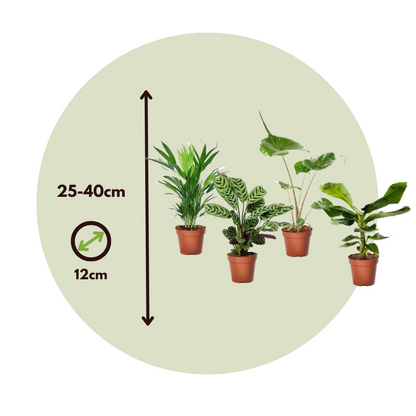 Plantas De Interior Tropicales - 4 Pzs - Tropical Mix - Altura 25-40cm - ⌀12cm_2