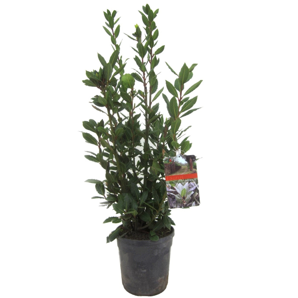 Laurel - Laurus Nobilis - Altura 90-100cm - ⌀21cm_0