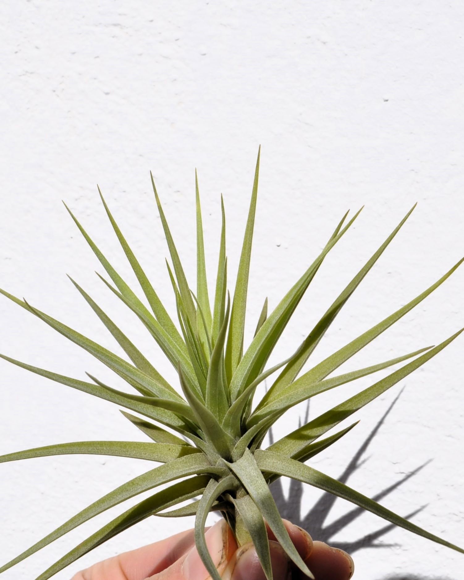 Tillandsia aeranthos; planta del aire, clavel del aire; Curiosarium; altura 15 cm, diámetro 15 cm_1
