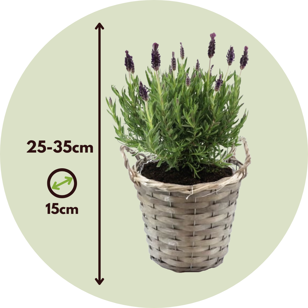 Árbol De Lavanda - 2 Pzs - Lavandula Stoechas 'anouk' - Altura 25-35cm - ⌀15cm_2