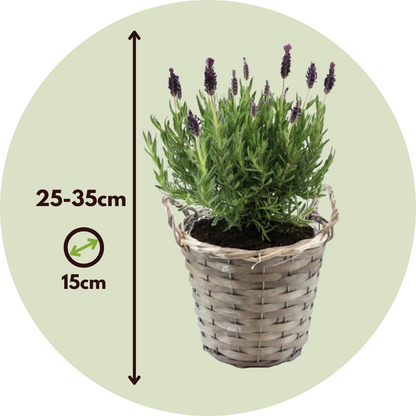 Árbol De Lavanda - 2 Pzs - Lavandula Stoechas 'anouk' - Altura 25-35cm - ⌀15cm_2