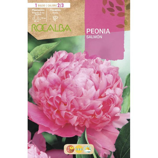 Bulbo Peonia Rosa claro (salmón) 1 unidad (2/3)