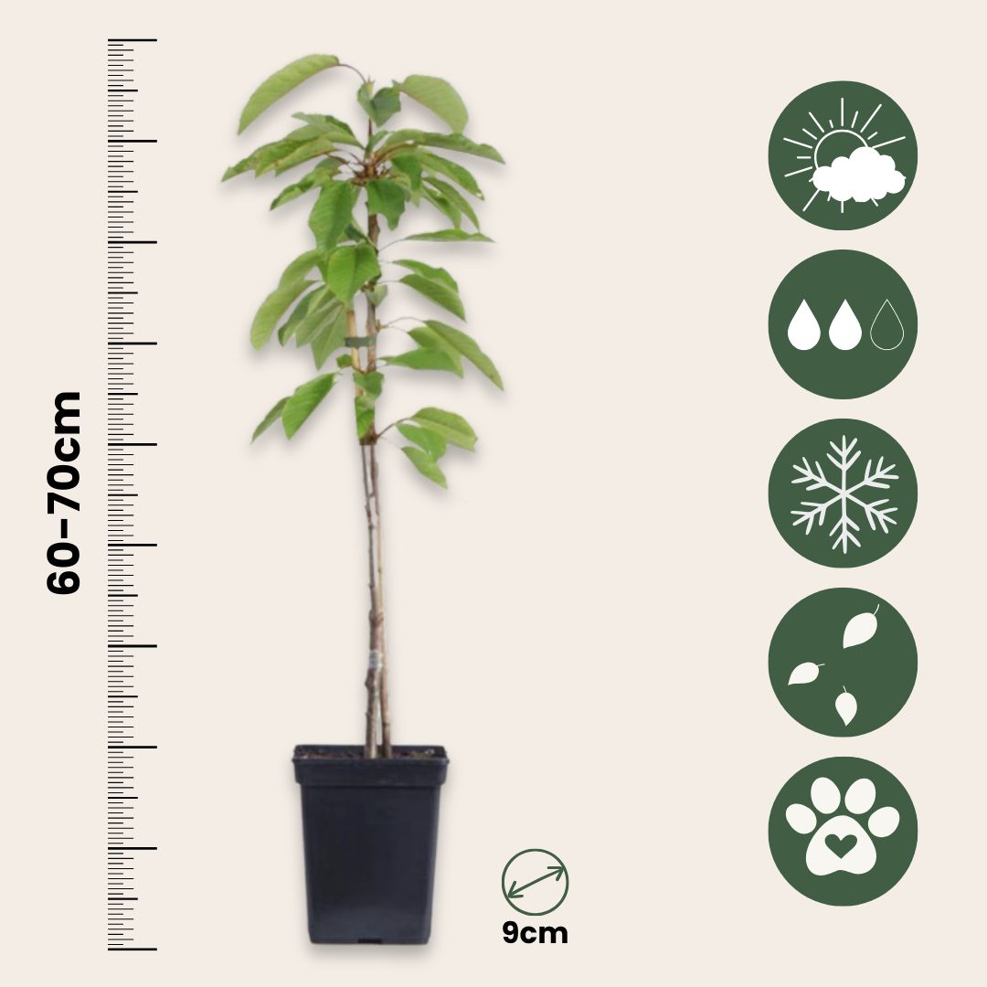 Manzano - 3 Pzs - Malus - Altura 60-70cm - ⌀9cm_2
