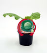 Plantón De Col Milan Natural En Maceta De 10,5 Cm. - Fitoralia