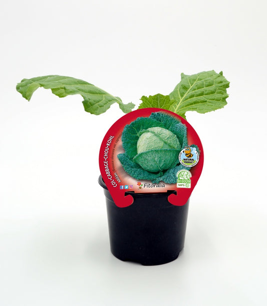 Plantón De Col Milan Natural En Maceta De 10,5 Cm. - Fitoralia_0