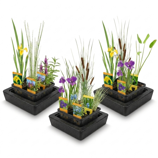 Set Sorpresa Plantas Estanque - 12 Plantas Incl. Isla Flotante_0