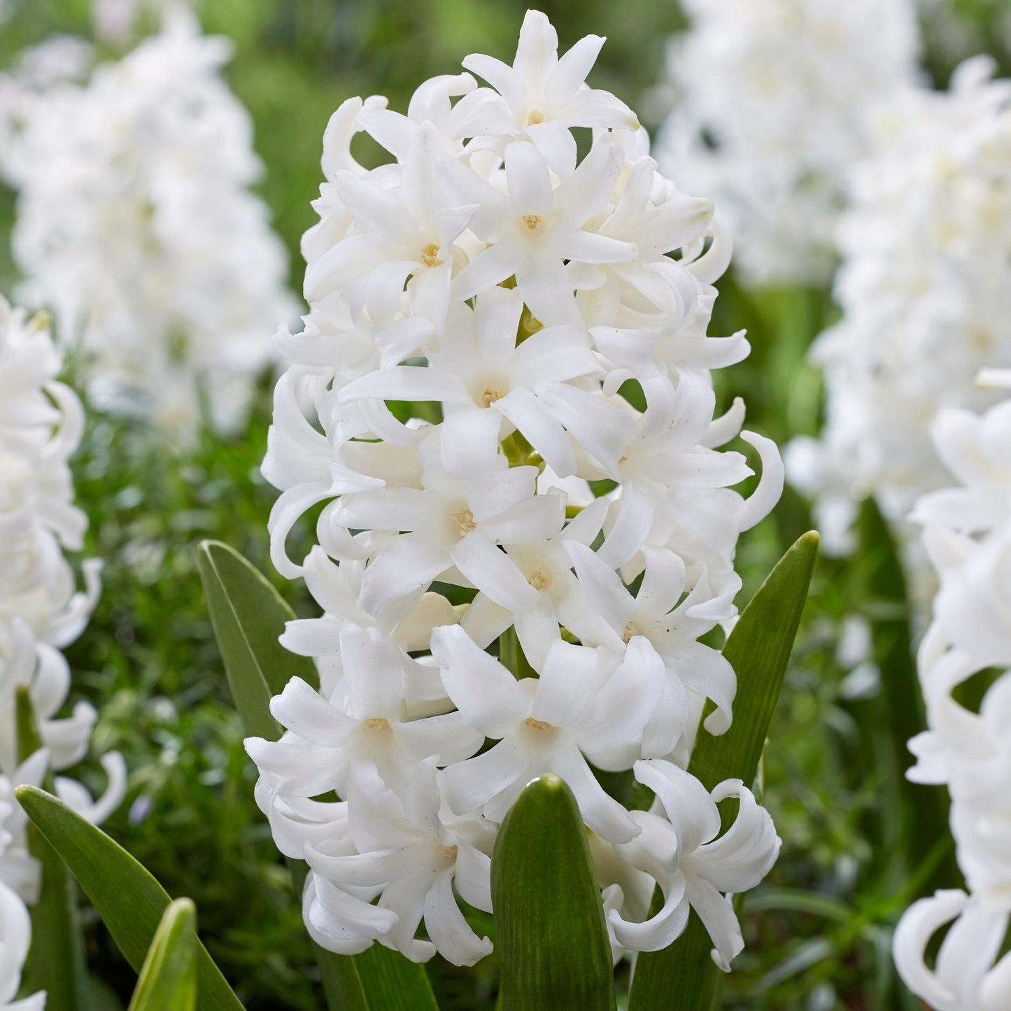 Jacinto - 20 Pzs - Hyacinthus 'carnegie' - Bulbos De Flores - Blanco