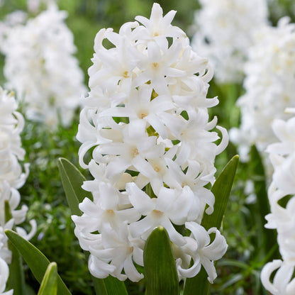 Jacinto - 20 Pzs - Hyacinthus 'carnegie' - Bulbos De Flores - Blanco