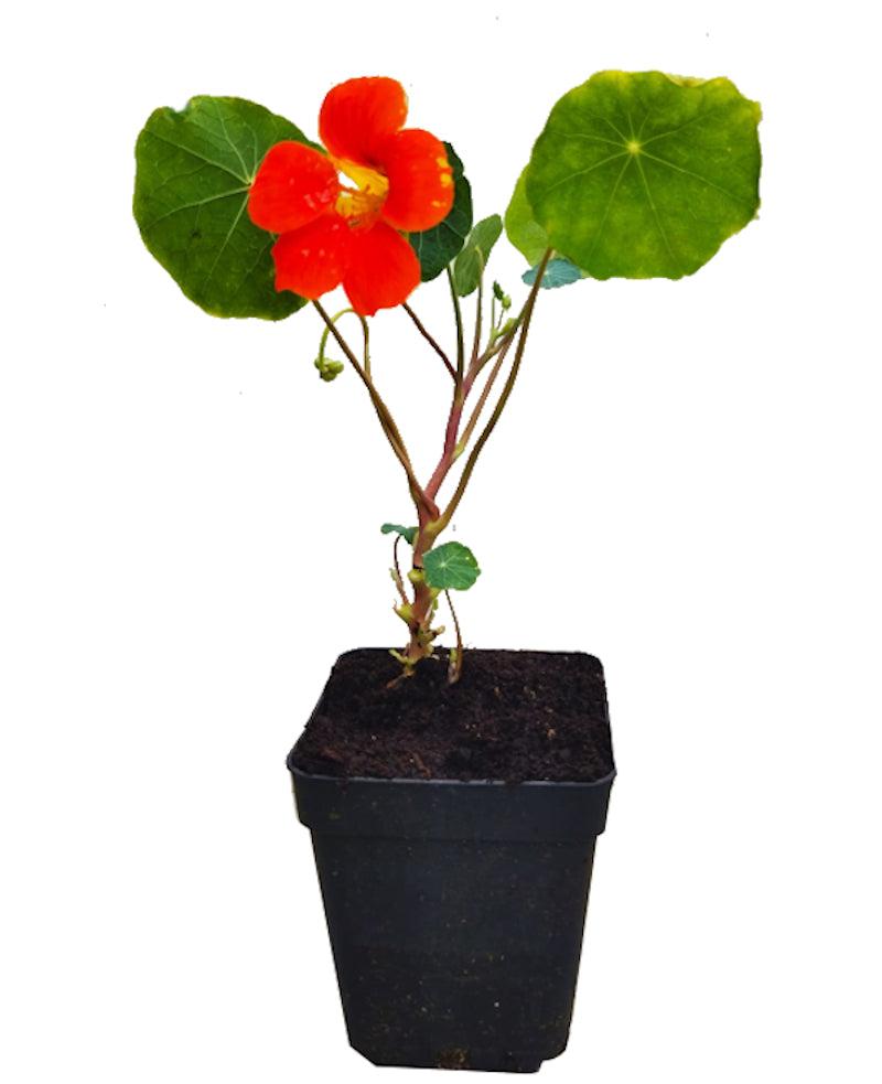 Capuchina O “tropaeolum Majus”_0