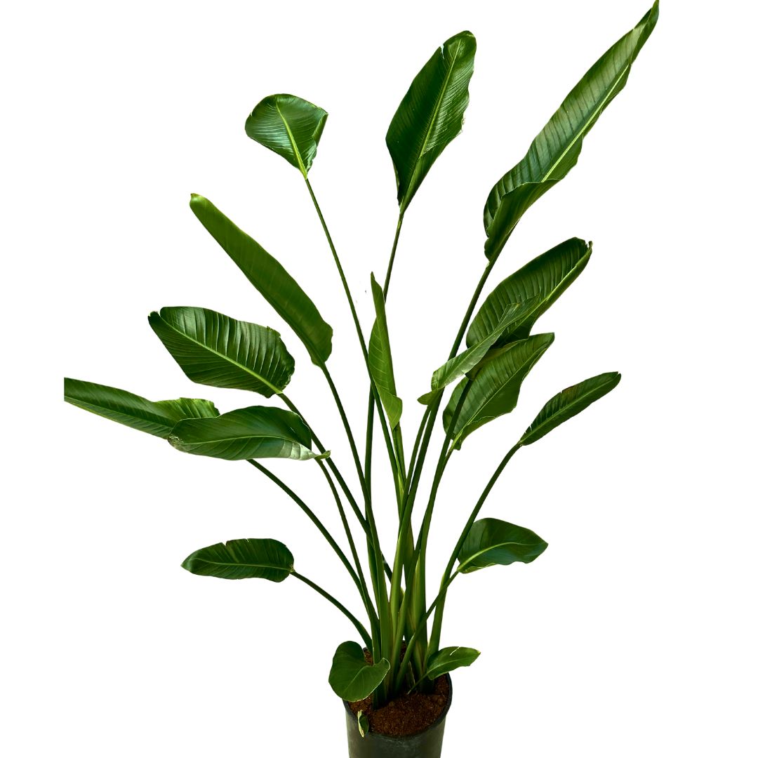 Strelitzia Augusta Planta De Jardín (strelitzia Nicolai)_0