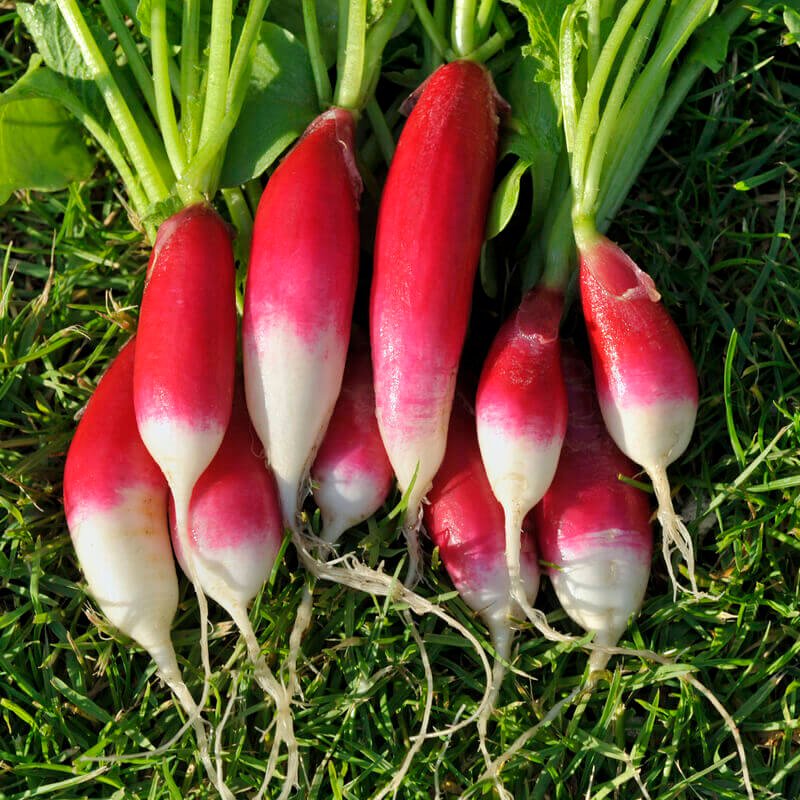 Semillas Rábanito Flamboyant 2 Ecológicas Biodinámicas Demeter_0