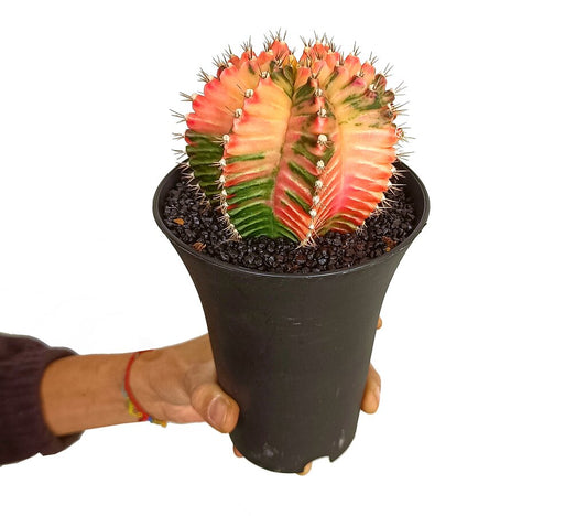 Gymnocalycium Variegata M12 20cm_0