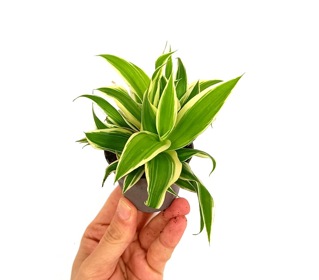 Chlorophytum M6 (cinta)