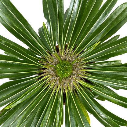 Pachypodium Lamerei Cactus Y Suculentas