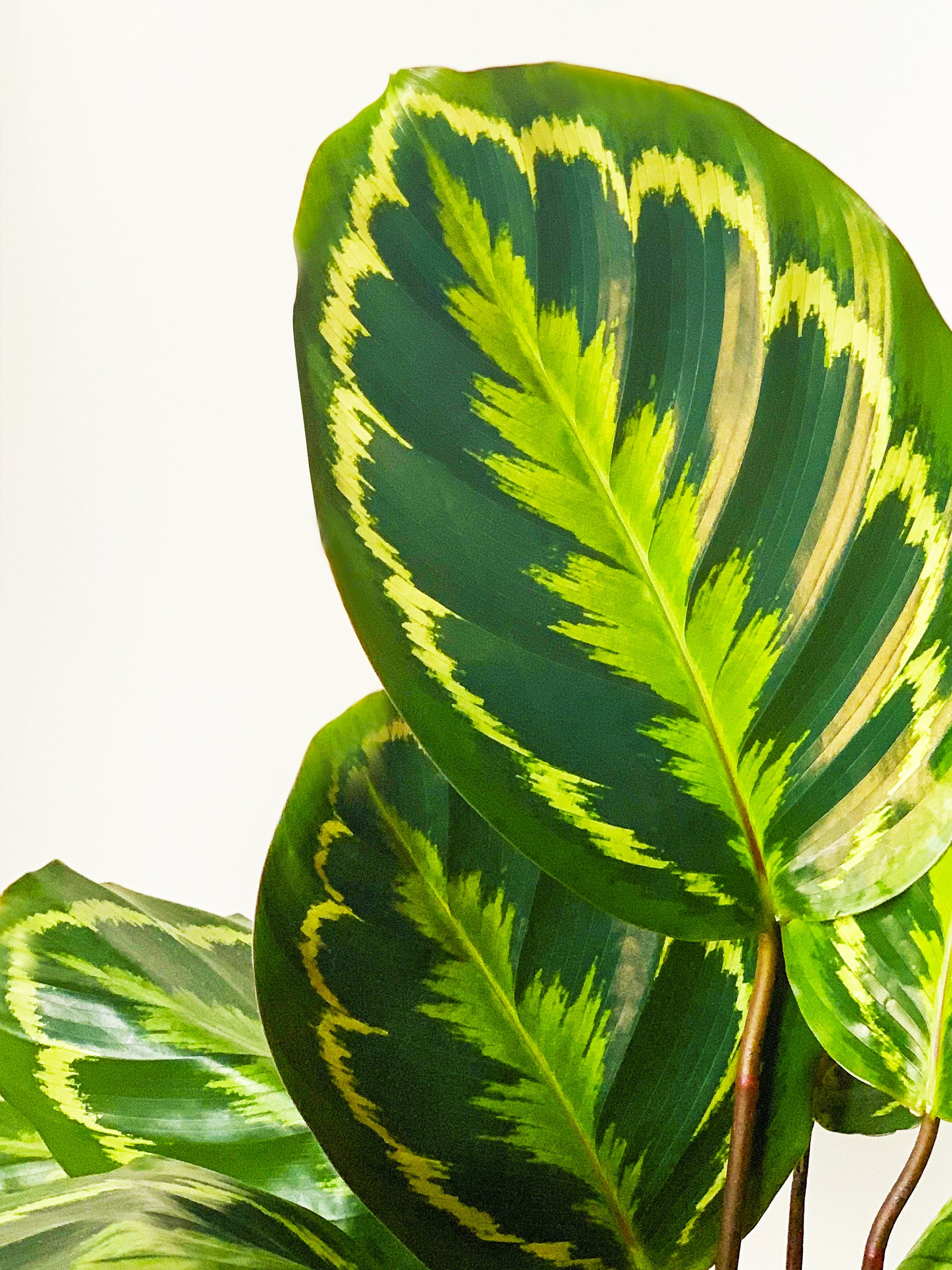 Calathea Medallion | Altura 45cm - Diámetro 14cm