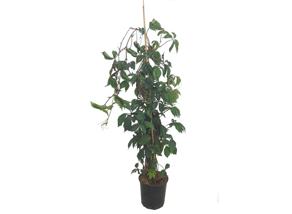 Parthenocissus Tricuspidata M20 (falsa Parra)