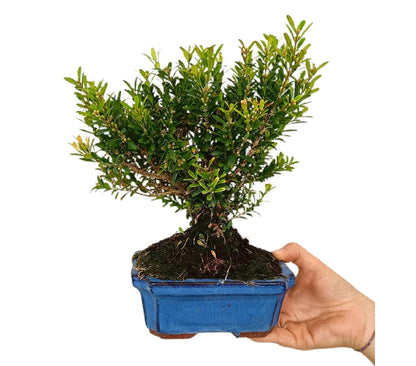 Bonsai Buxus Harlandii 6 Años (boj Chino)_0