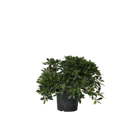 Pitósporo Rastrero - Pittosporum Tobira Nanum - Altura 30-40cm - ⌀19cm_0