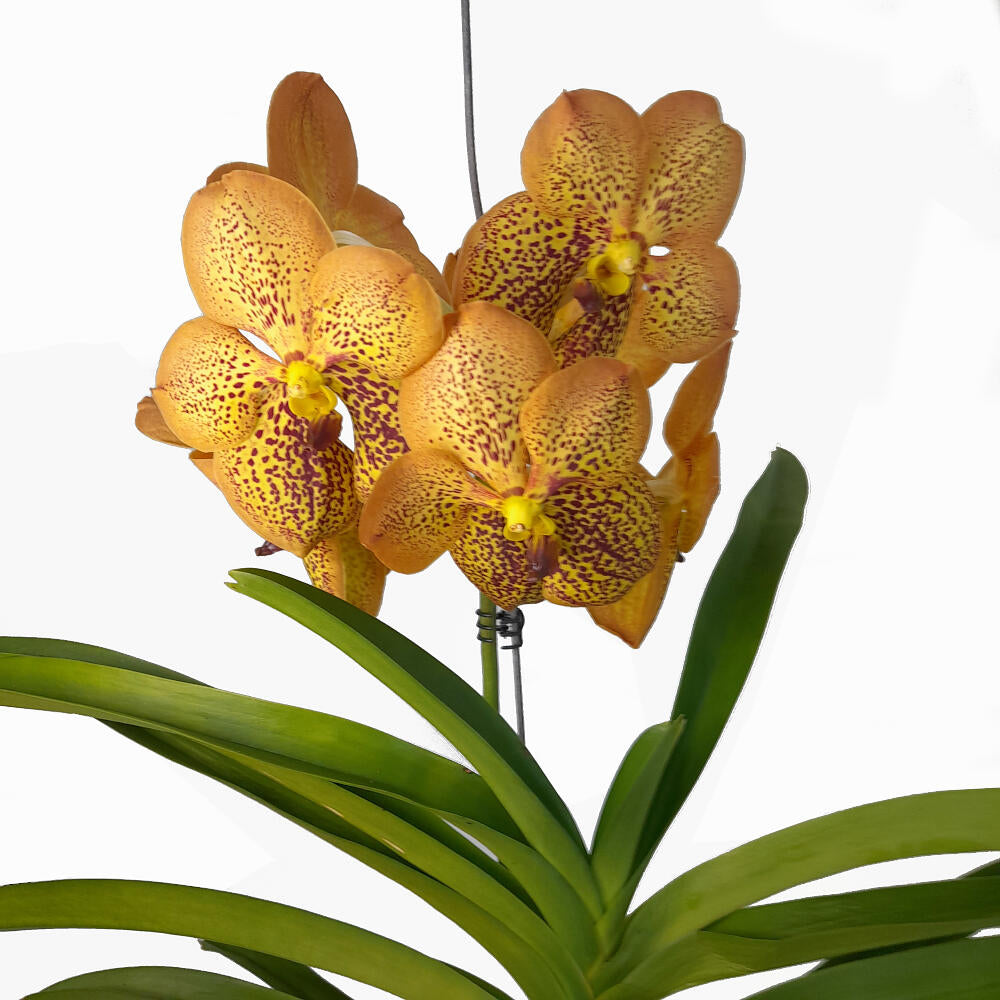 Orquidea Vanda Natural