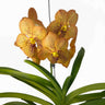 Orquidea Vanda Natural