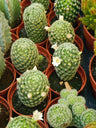 Mammillaria Schiedeana Ssp. Giselae Cactus Ø5 Cm