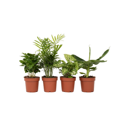 Plantas De Interior Económicas - 4 Pzs - Altura 25-40cm - ⌀12cm