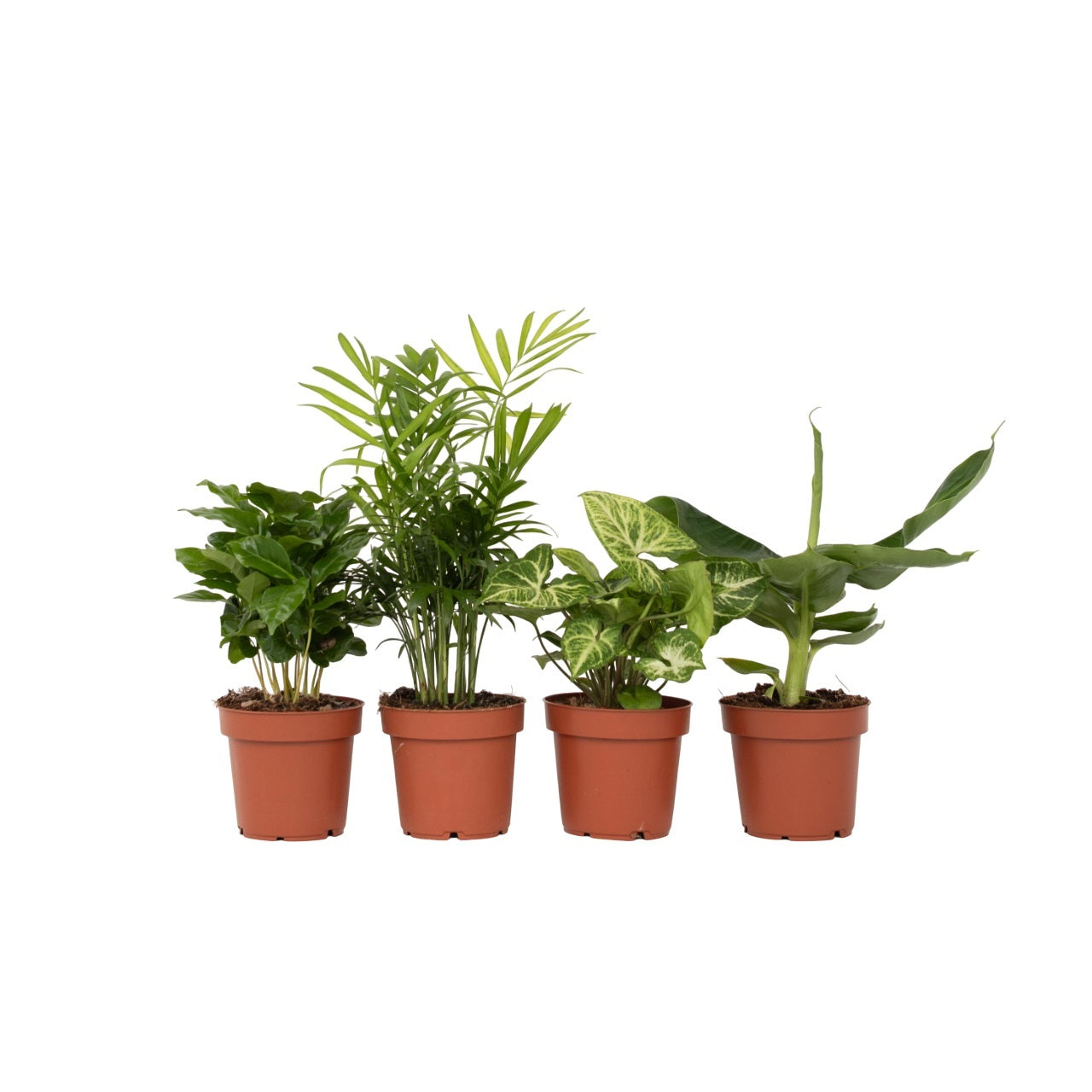 Plantas De Interior Económicas - 4 Pzs - Altura 25-40cm - ⌀12cm_0