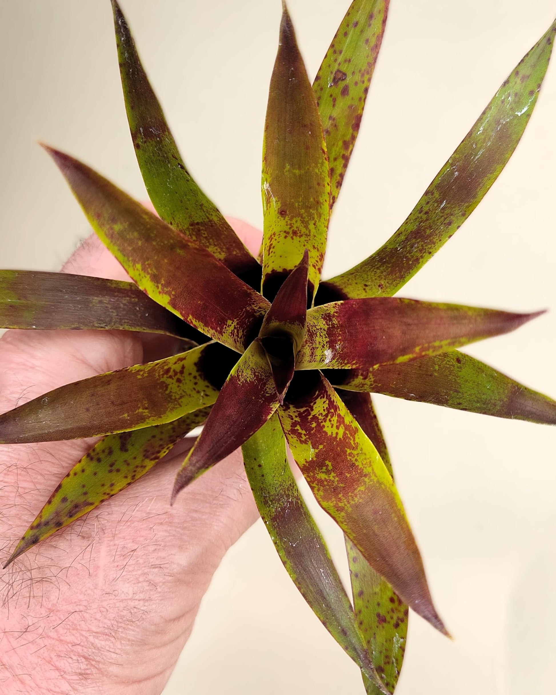 Vriesea lubbersii; bromelia verde y púrpura; Curiosarium; altura 15 cm, diámetro 10 cm_1