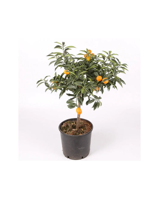 Kumkuat Enano - Naranjo Chino - Altura Aprox. 80cm. - Planta Natural - Ideal Para Cultivo En Maceta_0