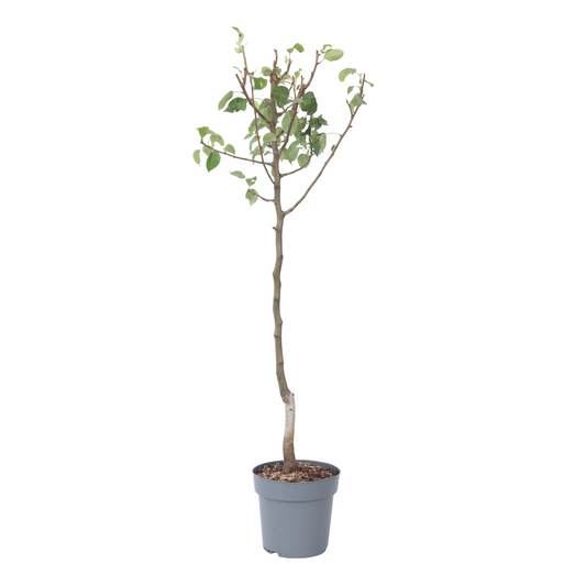 Perer - Pyrus Communis 'conference' - Altura 90-100cm - ⌀21cm_0