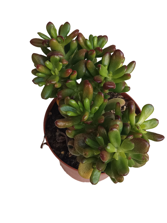 Crassula Ovata Ganfalf Planta Suculenta Suerte Ø13_0