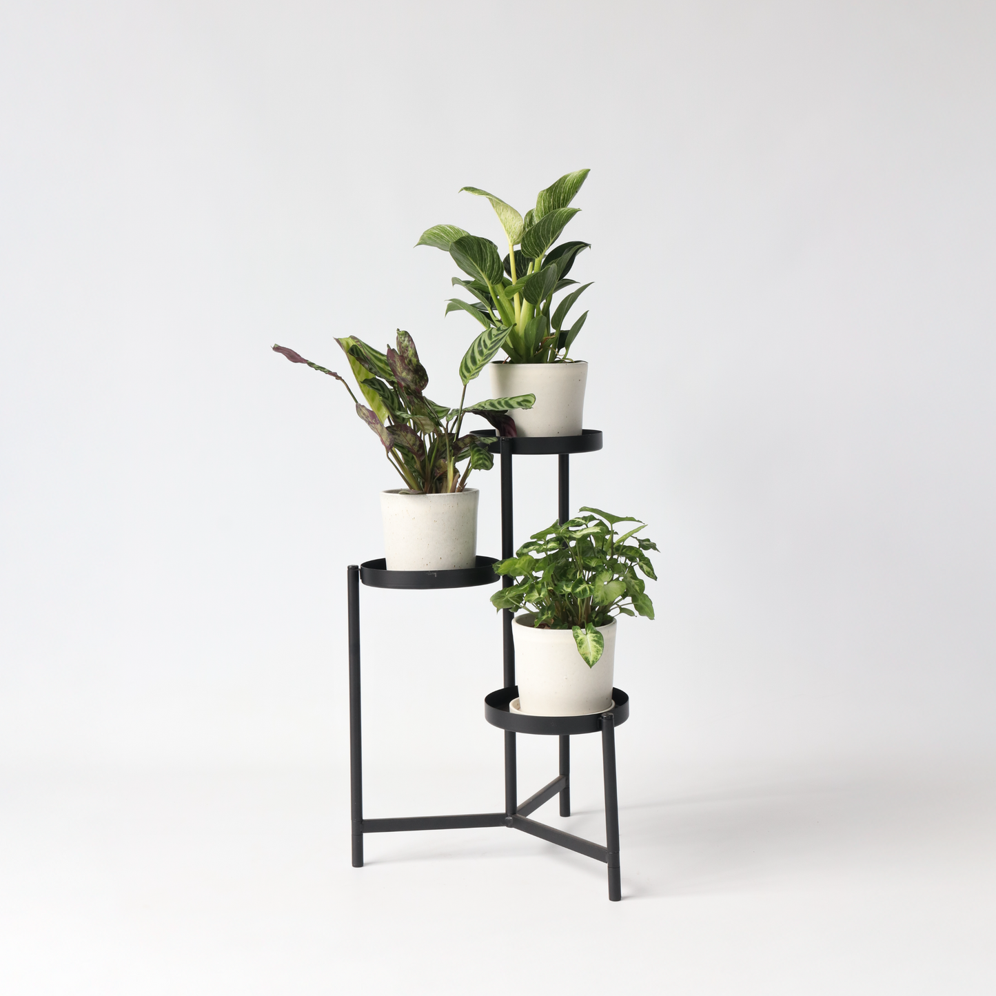 Mezcla Casera - 3 Pzs - Ctenanthe Philodendron Syngonium - A25-40cm - ⌀12cm