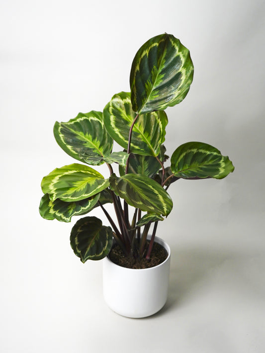 Calathea Medallion | Altura 45cm - Diámetro 14cm