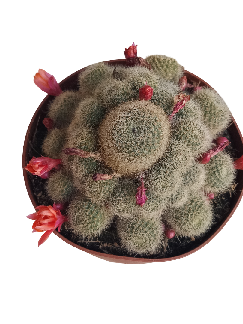 Rebutia Flavystila Ø13 Cactus De Sol Planta Xerofita_0