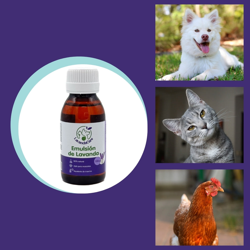 Emulsión de Lavanda – Aroma Relajante, Repelente de Insectos y Apoyo Digestivo Natural - 200 gr_3