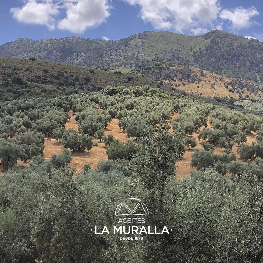 iOliva | Aceite De Oliva Virgen Extra |  Variedad Hojiblanca | Olivar Tradicional | Bag In Box 3 L con Aceitera_5