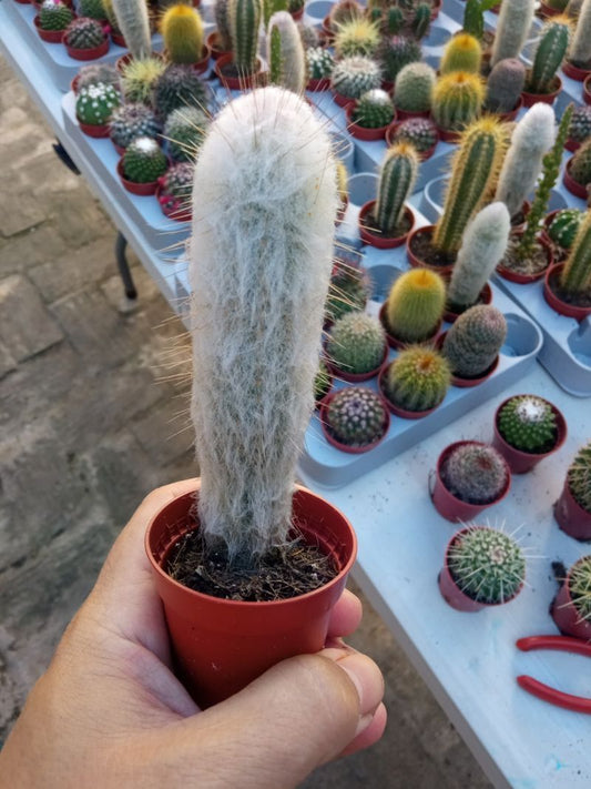 Cactus Peludo Planta Espostoa Melanostele_0