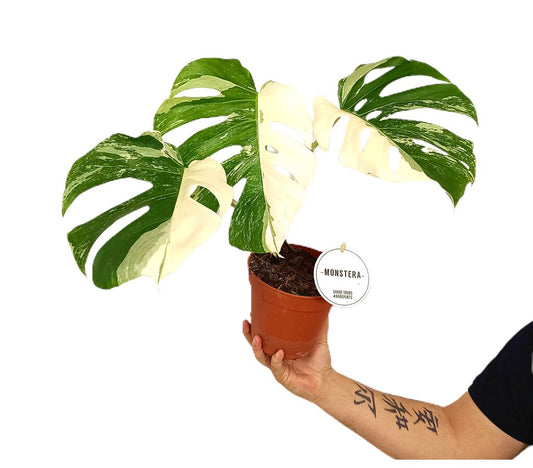 Monstera Deliciosa Variegata M15 Promoción_0