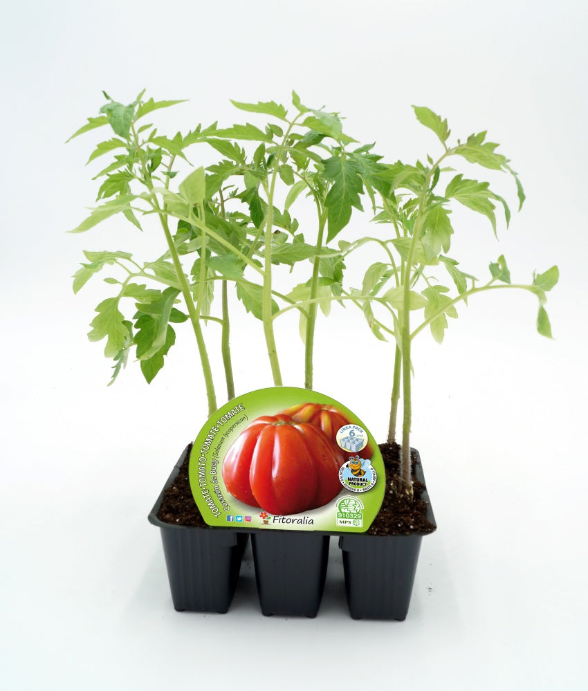 Pack Plantones Tomate Corazon De Buey 6 Ud. Natural - Fitoralia_0