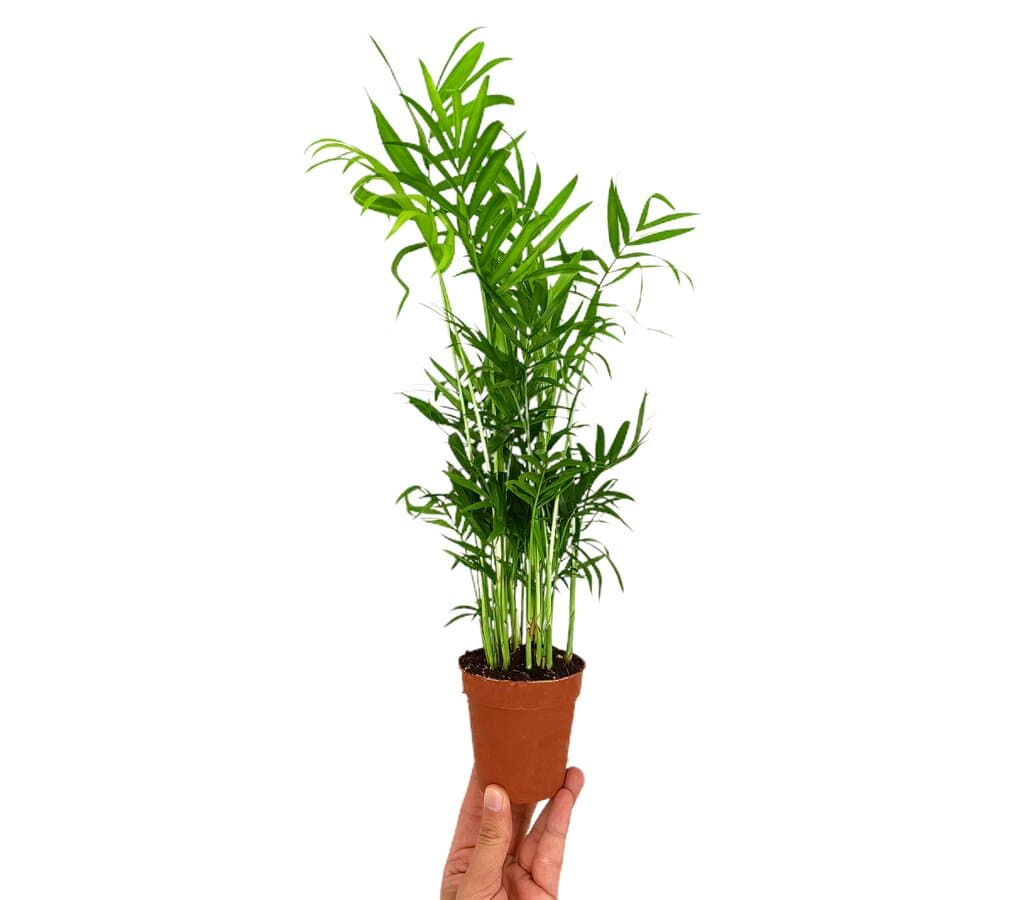 Chamaedorea Elegans M9_0